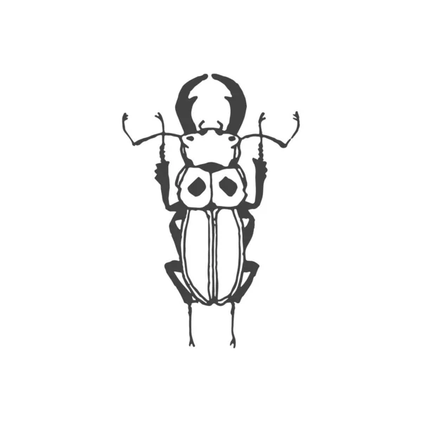 Bug Minimal Logo Design Beatle Drawing Logo Element Clipart Nature — Stock Vector