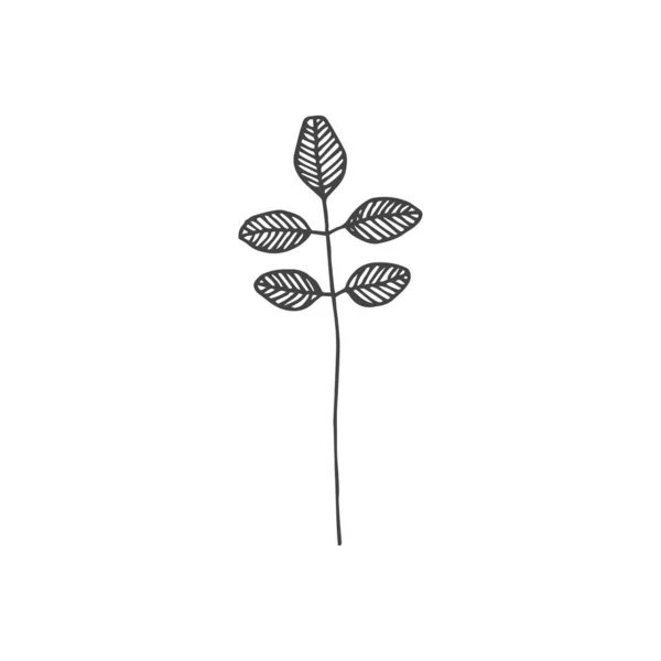 Twigs Minimális Logó Elem Botanikai Elem Logó Elem Előfizetői Természet — Stock Vector