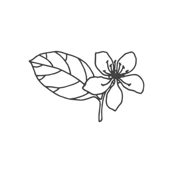 Gałązki Minimalny Element Logo Element Botaniczny Element Logo Clipart Natura — Wektor stockowy