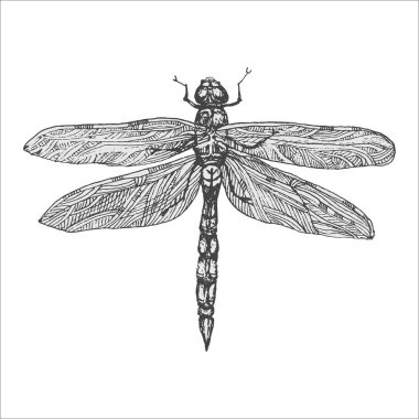 Elle çizilmiş yusufçuk çizimi, yusufçuk çizimi, böcek, güzellik, dövme tasarımı, vektör