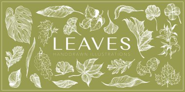 El çizimi illüstrasyon seti, Yaprak, Botanik koleksiyonu, Floral, el yapımı vektör yaprakları