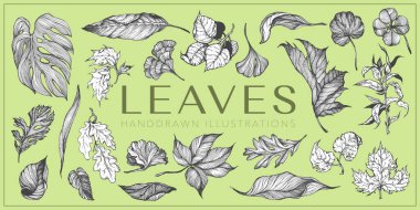 El çizimi illüstrasyon seti, Yaprak, Botanik koleksiyonu, Floral, el yapımı vektör yaprakları
