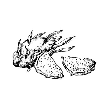 Güzel el çizimi palmiye ağacı çizimi, palmiye ağacı çizimi