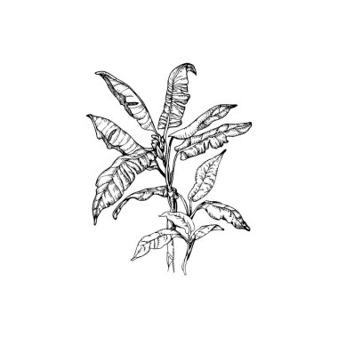 Güzel el çizimi palmiye ağacı çizimi, palmiye ağacı çizimi