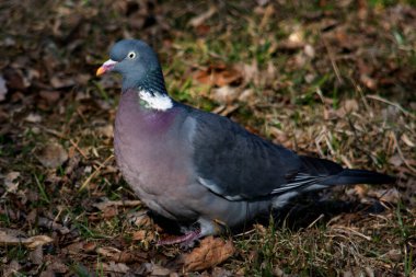 şehir parkında tepelendi