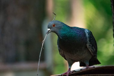 Parktaki şehir güvercinleri