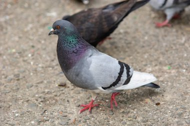Parktaki şehir güvercinleri