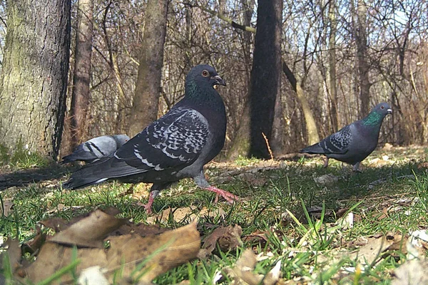 Pigeons Ville Dans Parc — Photo