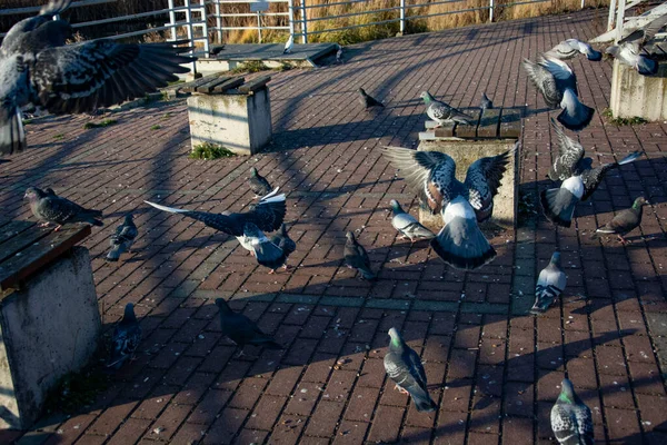 Parktaki Şehir Güvercinleri — Stok fotoğraf