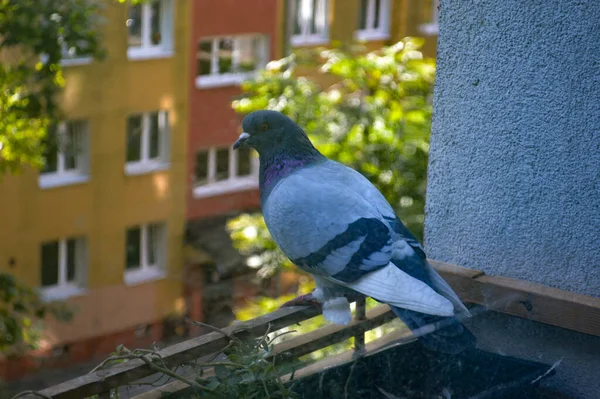 Pigeons Ville Dans Parc — Photo