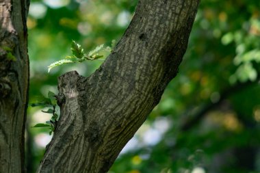 Yeşil ağaçlar yetiştiren ağaç ormanı