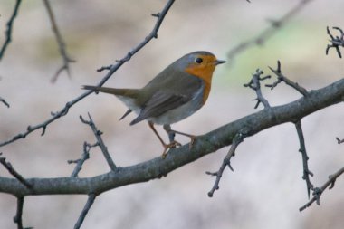 Robin bir ağaç dalı üzerinde oturur