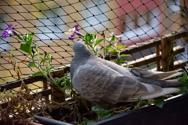Ville Pigeon Vivant Dans Appartement — Photo