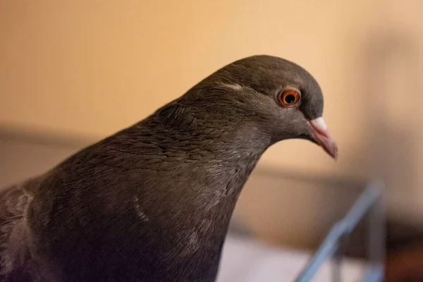 City Pigeon Living Apartment — Stock Photo, Image