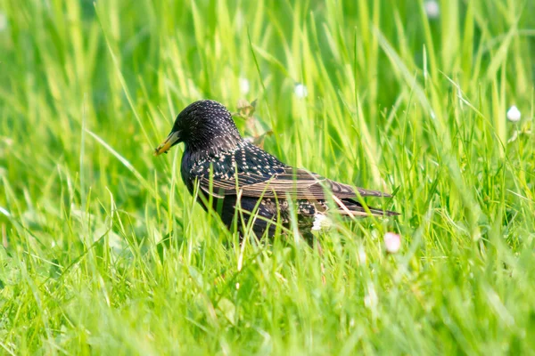 Starling Looking Food Grass — Stock Photo, Image