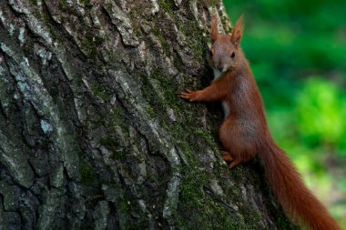 Parktaki kırmızı sincap.