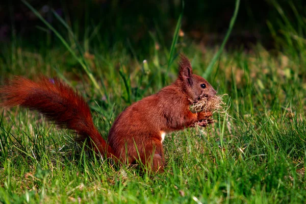 stock image red squirrel in the park