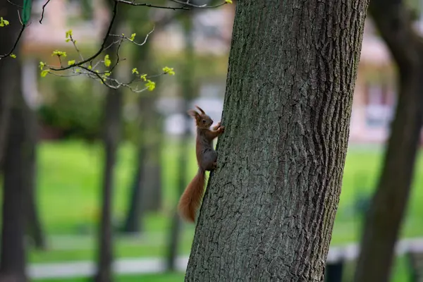 공원에 다람쥐 — 스톡 사진