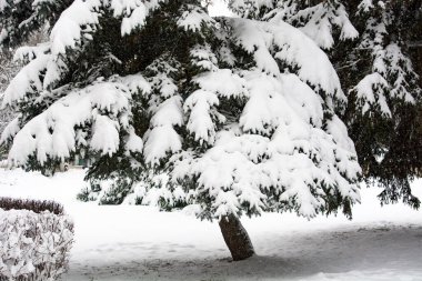 Şehir parkında kış.