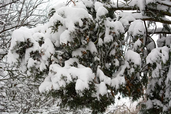 stock image winter in the city park