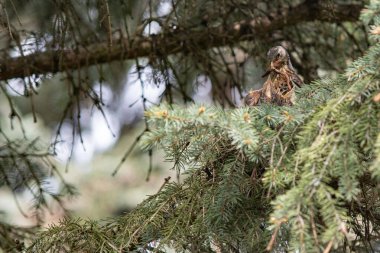 Fieldfare ağaçtaki bir yuvada yavrularını besler.