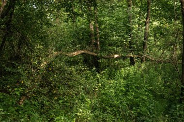 Ormanın ortasında düşmüş ağaç