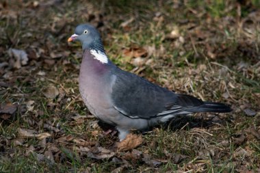 ibikli köpek parkta yerde yürüyor.