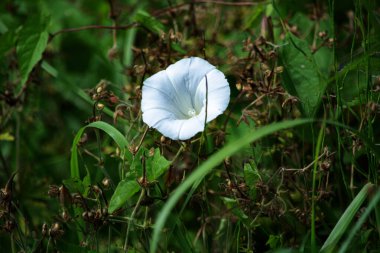 Beyaz bir arka planda yeşil çimen çiçek