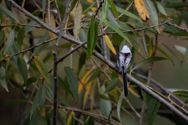 Küçük bebek bir ağaç dalında oturuyor.