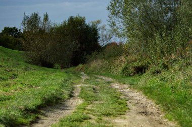 Yeşil ağaçların ortasında toprak yol