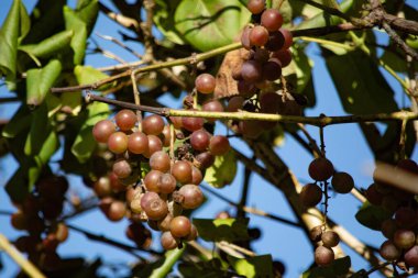Bir demet olgun üzüm asmanın üzerinde