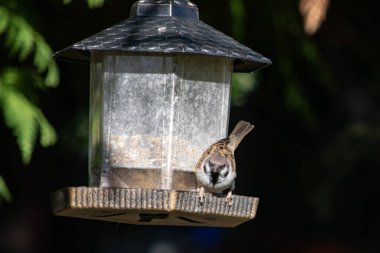 Mazurek, ağaçta asılı bir besleyicinin yanında.