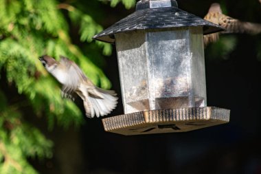 Mazurek, ağaçta asılı bir besleyicinin yanında.