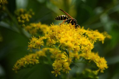 Arı sarı bir çiçekten nektar toplar.