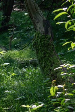 Ormandaki bir ağaç dalında yosun yetişiyor.