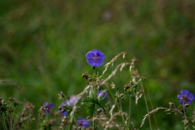 Çayır otlağında büyüyen sardunya