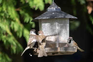 Mazurkalar entrikadaki besleyiciden yer.