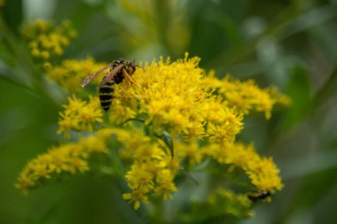 Eşek arısı sarı bir çiçeğe oturur.