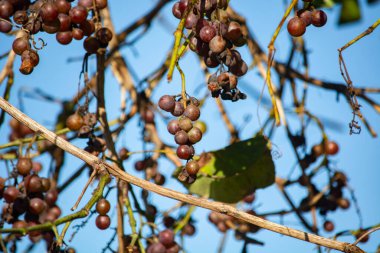 olgunlaşmış üzüm demetleri bir sarmaşıkta