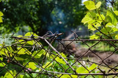 Eski tel örgü bir yaz arsasında