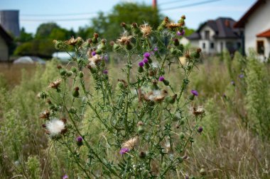 Mor çiçekli tarla çalısı