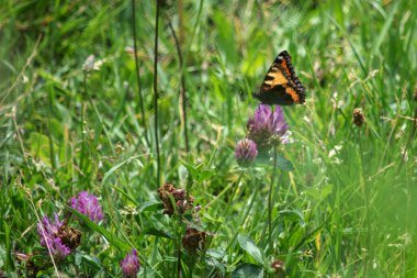 Bir kelebek çayırdaki bir çiçeğe oturur.
