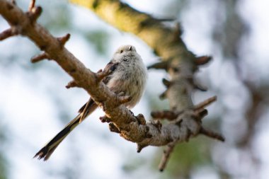 Küçük bebek bir ağaç dalında oturuyor.