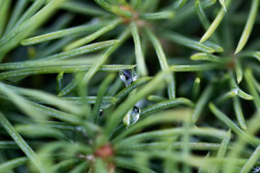 Makro mercekteki çam iğnelerine çiy damlaları düşer.