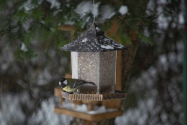 great tit at the grain feeder