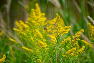 Sarı altın çiçek tarlada