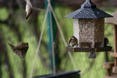 Ağaç serçeleri tahıl ambarında besleniyor.