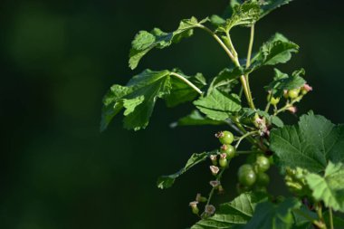 Olgunlaşmadan önce çalıların üzerinde frenk üzümü