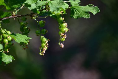 Olgunlaşmadan önce çalıların üzerinde frenk üzümü