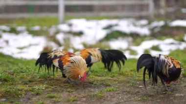 Horozlar kışın eriyen çimenlerin arasında otlarlar. Ukrayna. 
